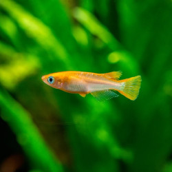 Oryzias latipes Youkihi Oryzias latipes Youkihi