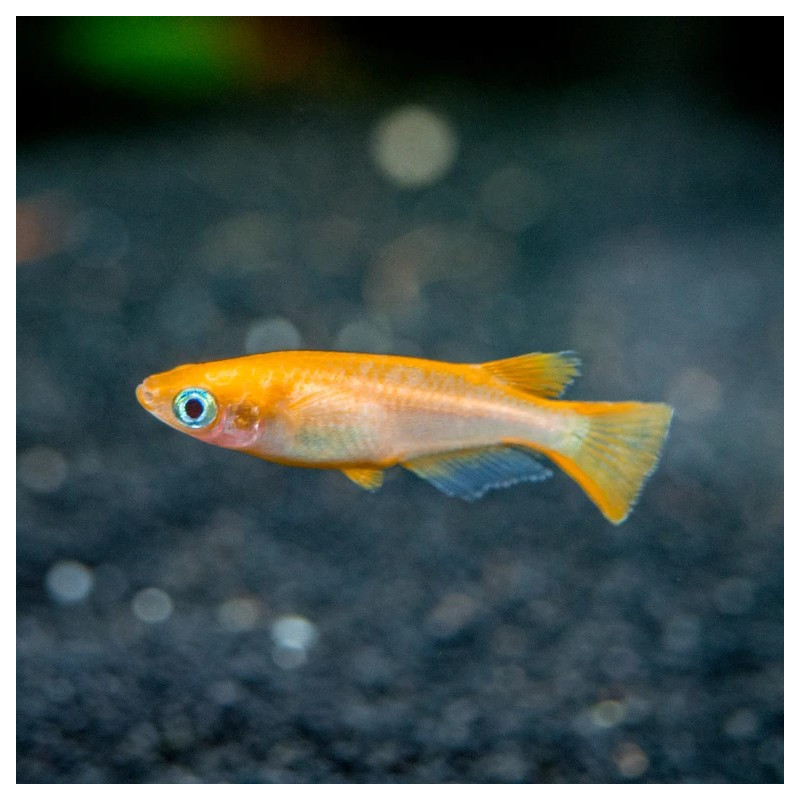 Oryzias latipes Youkihi