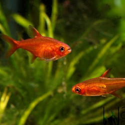 25X Tetra Ambar - Hyphessobrycon amandae 25X Tetra Ambar - Hyphessobrycon amandae