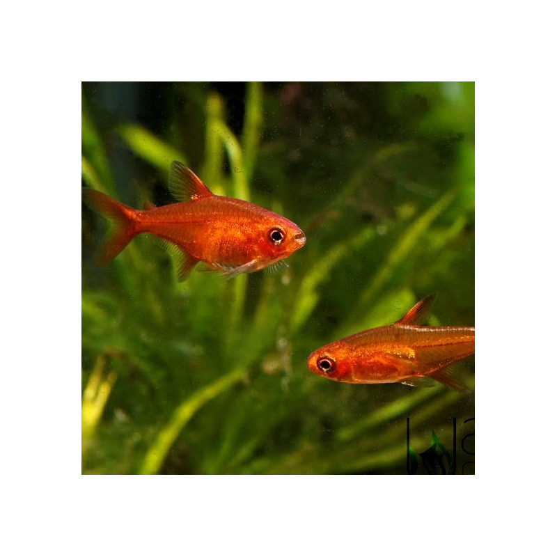 25X Tetra Ambar - Hyphessobrycon amandae