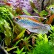 Tetra Congo - Phenacogrammus interruptus 2-3cm