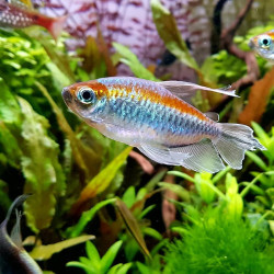 Tetra Congo - Phenacogrammus interruptus 2-3cm Tetra Congo - Phenacogrammus interruptus 2-3cm