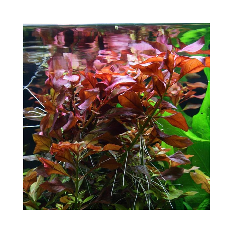 Ludwigia repens