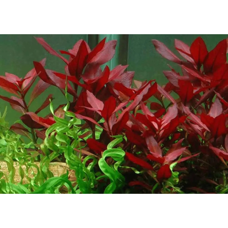 Ludwigia repens 'Rubin'