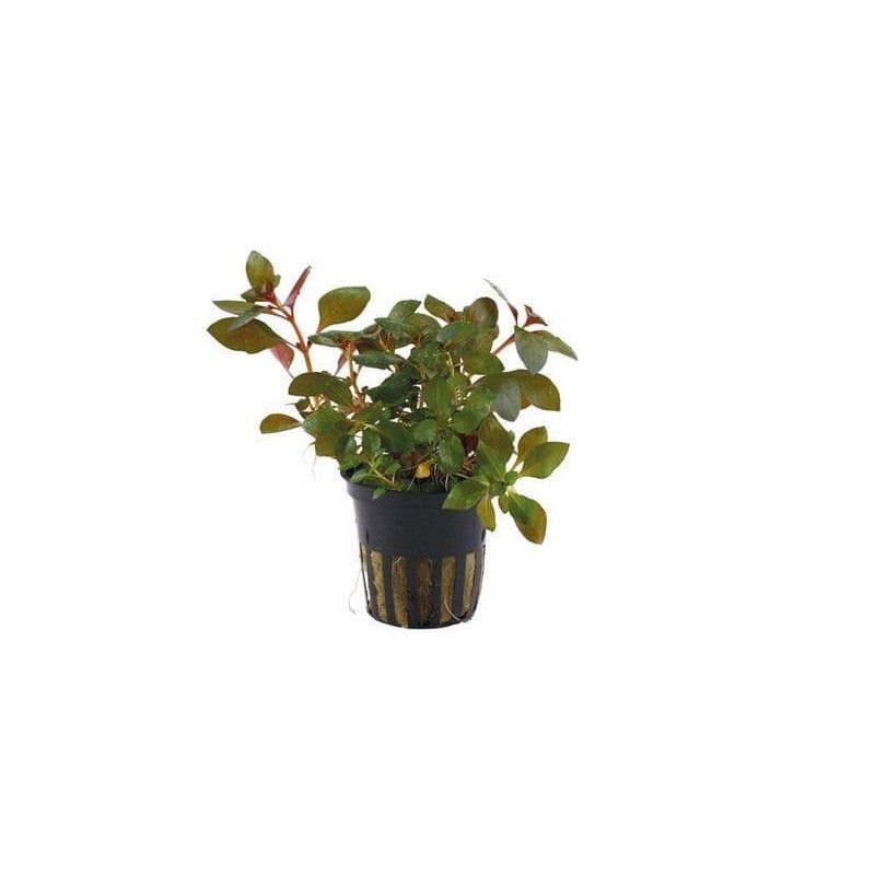 Ludwigia repens 'Rubin'