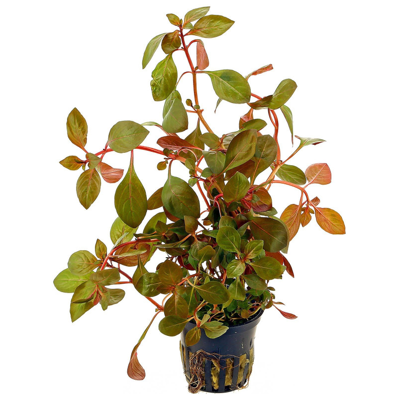Ludwigia repens