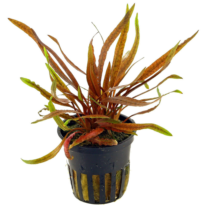 Cryptocoryne albida Brown