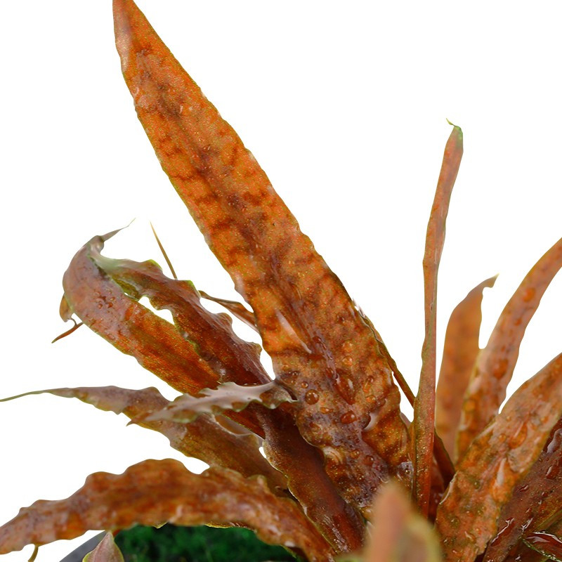 Cryptocoryne albida Brown