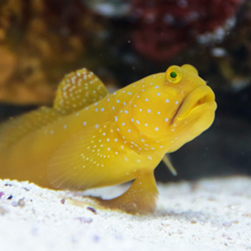 Cryptocentrus cinctus - Sulphur Goby