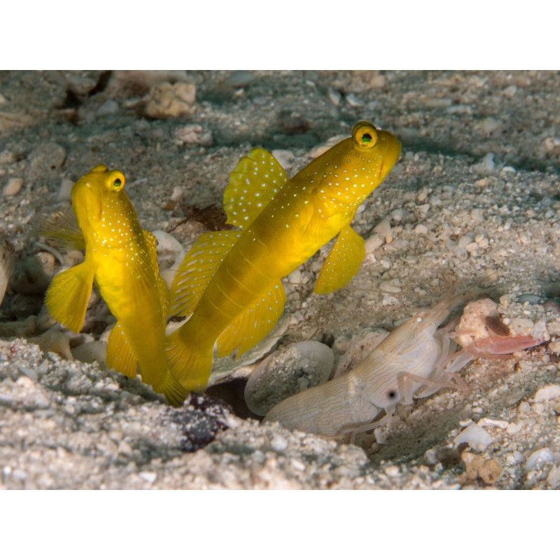 Cryptocentrus cinctus - Sulphur Goby