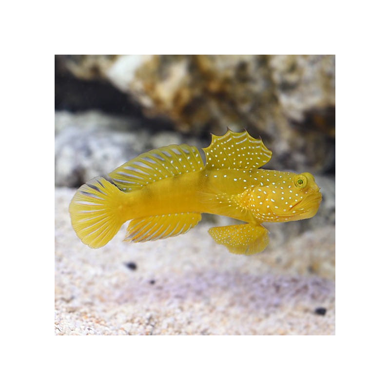 Cryptocentrus Cinctus - Sulphur Goby - AquaOrinoco