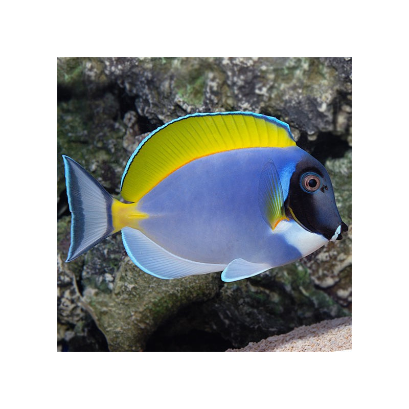 Acanthurus leucosternon - Powder Blue Tang