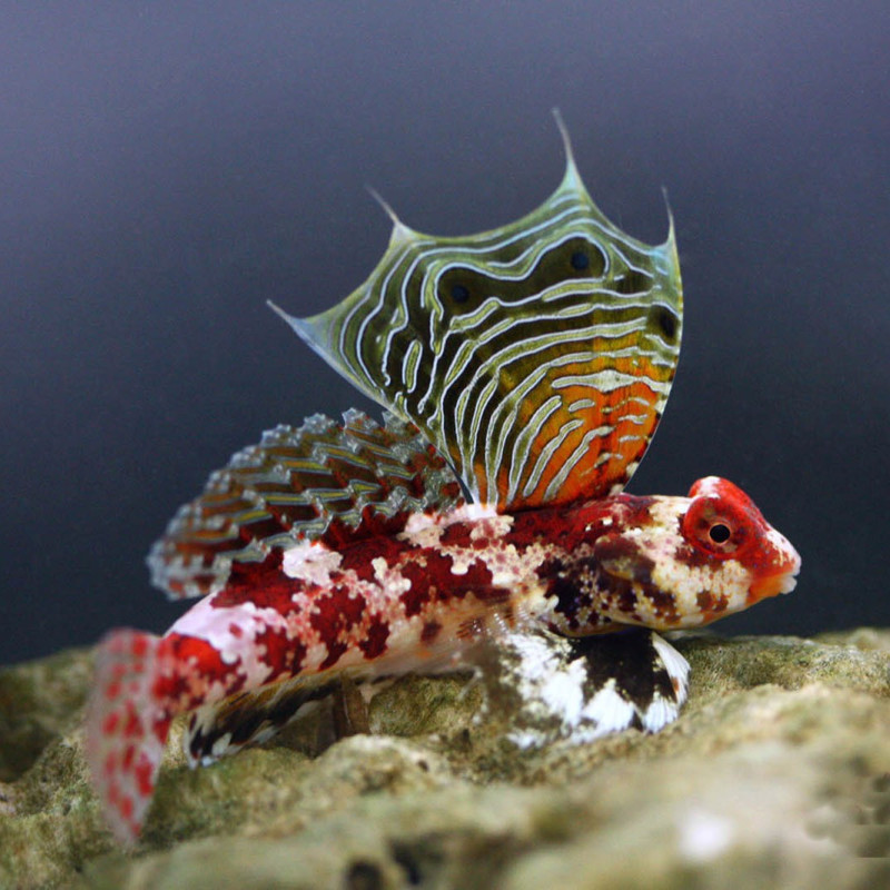 Synchiropus stellatus - Red Scooter Dragonet