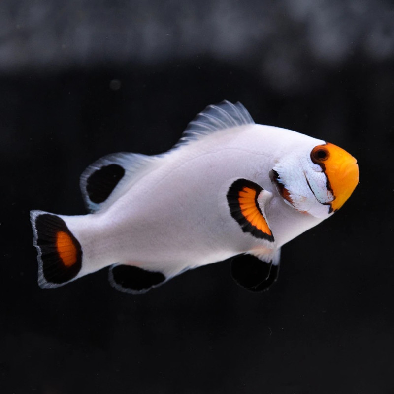 Palhaço Platinum Silver Eye (Pares) - Amphiprion percula