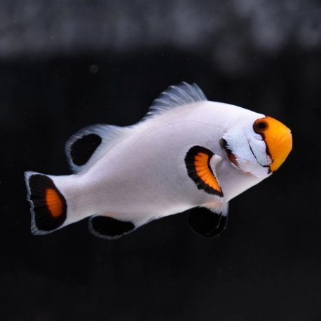 Platinum Clownfish Pair - Amphiprion percula