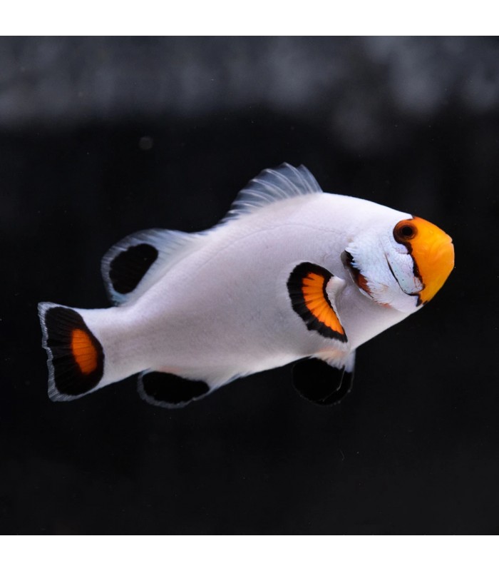 Platinum Clownfish Pair - Amphiprion percula