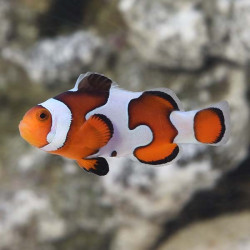 Gladiator TB Clown Pair - Amphipron Ocellaris Gladiator TB Clown Pair - Amphipron Ocellaris