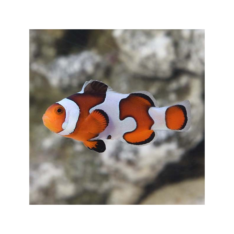 Palhaço Gladiator (Casal) TB - Amphipron Ocellaris