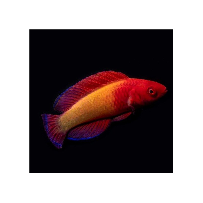 Cirrhilabrus rubrisquamis - Red Velvet Fairy Wrasse