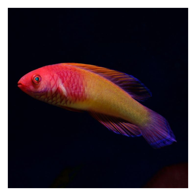 Cirrhilabrus rubrisquamis - Red Velvet Fairy Wrasse