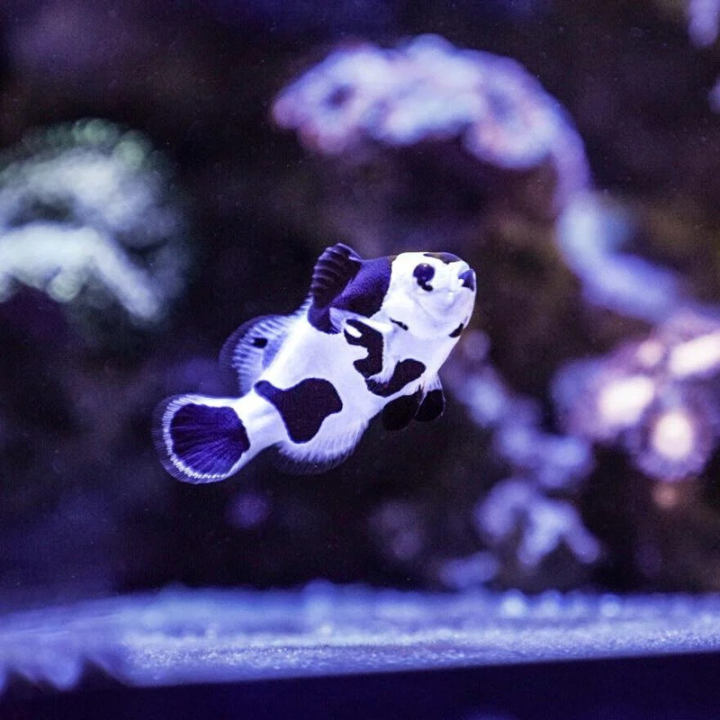 Palhaço Black Storm (pareja) TB - Amphipron Ocellaris Palhaço Black Storm (pareja) TB - Amphipron Ocellaris