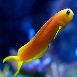 Ecsenius midas - Midas Blenny Ecsenius midas - Midas Blenny