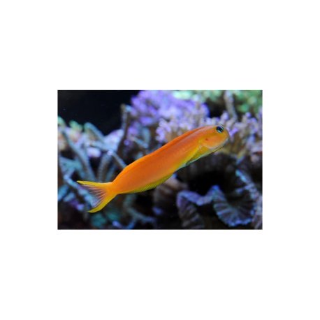 Ecsenius midas - Midas Blenny