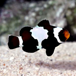 Palhaço Black Ice Snowflake (Casal) TB - Amphipron Ocellaris Palhaço Black Ice Snowflake (Casal) TB - Amphipron Ocellaris
