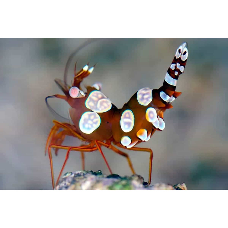 Thor amboinensis - Sexy Shrimp