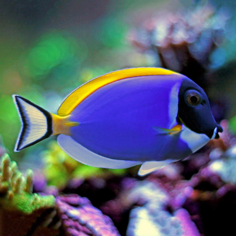 Acanthurus leucosternon - Powder Blue Tang
