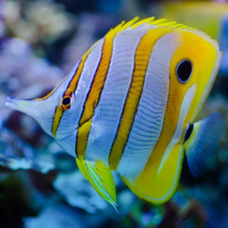 Chelmon rostratus - Copperband Butterflyfish