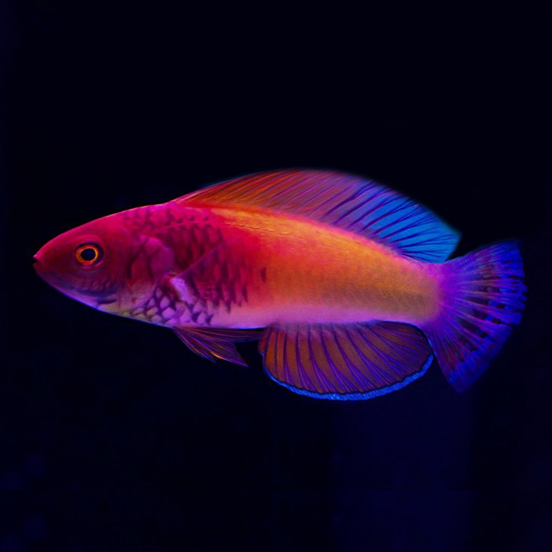 Cirrhilabrus rubrisquamis - Red Velvet Fairy Wrasse