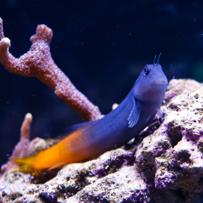 Ecsensius Bicolor