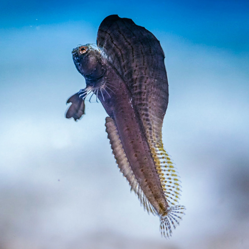 Salarias fasciatus - Sailfin Blenny