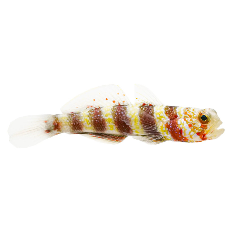 Amblyeleotris wheeleri