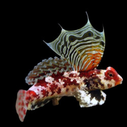 Synchiropus stellatus - Red Scooter Dragonet Synchiropus stellatus - Red Scooter Dragonet