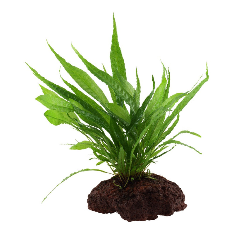 Microsorum pteropus on lavastone - Tropica