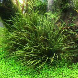 Blyxa japonica Blyxa japonica