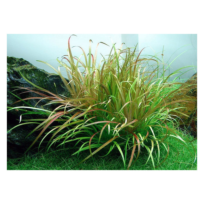 Staurogyne repens