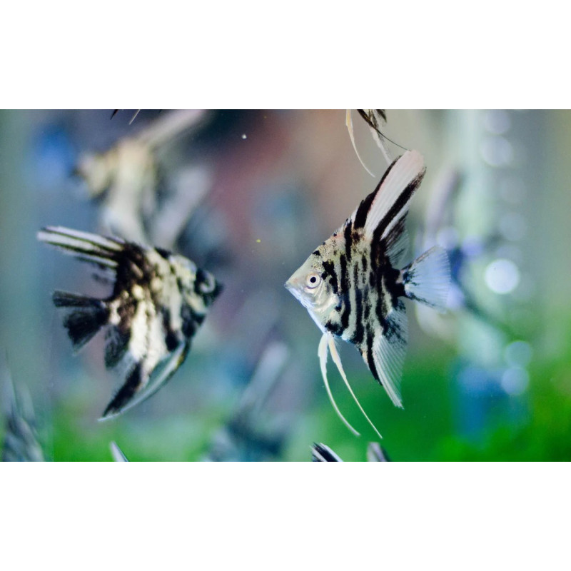 P. scalare Dalmatian L (Par)