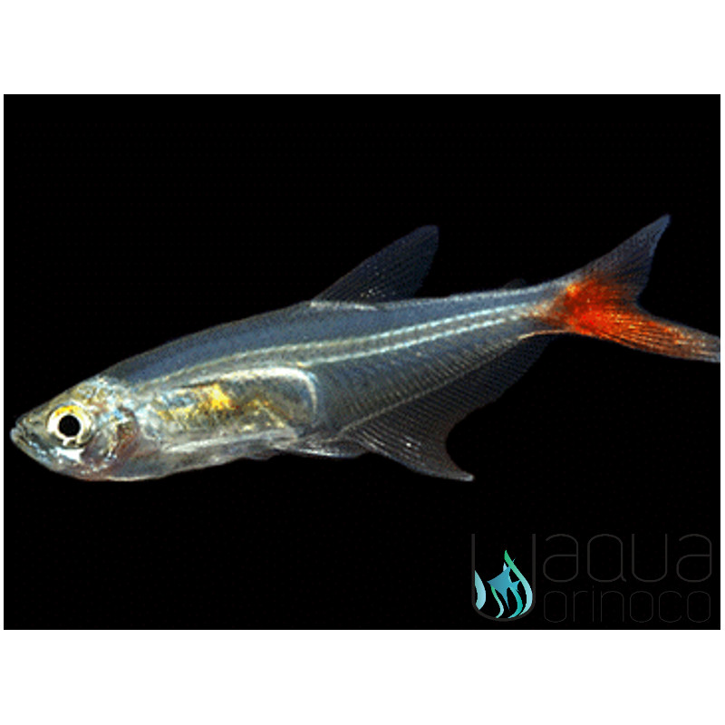 Tetra Vidro Bloodfin - Prionobrama filigera