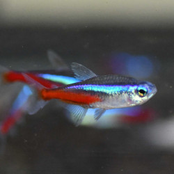 Neon Tetra - Paracheirodon innesi Neon Tetra - Paracheirodon innesi