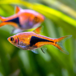 Rasbora Arlequim - Trigonostigma heteromorpha Rasbora Arlequim - Trigonostigma heteromorpha