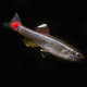 Tanichthys Albonubes - Falso neón