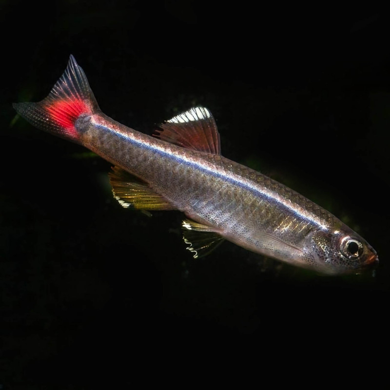 Tanichthys Albonubes - Falso Néon