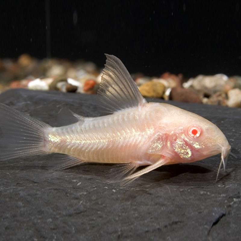 Corydoras paleatus Albina