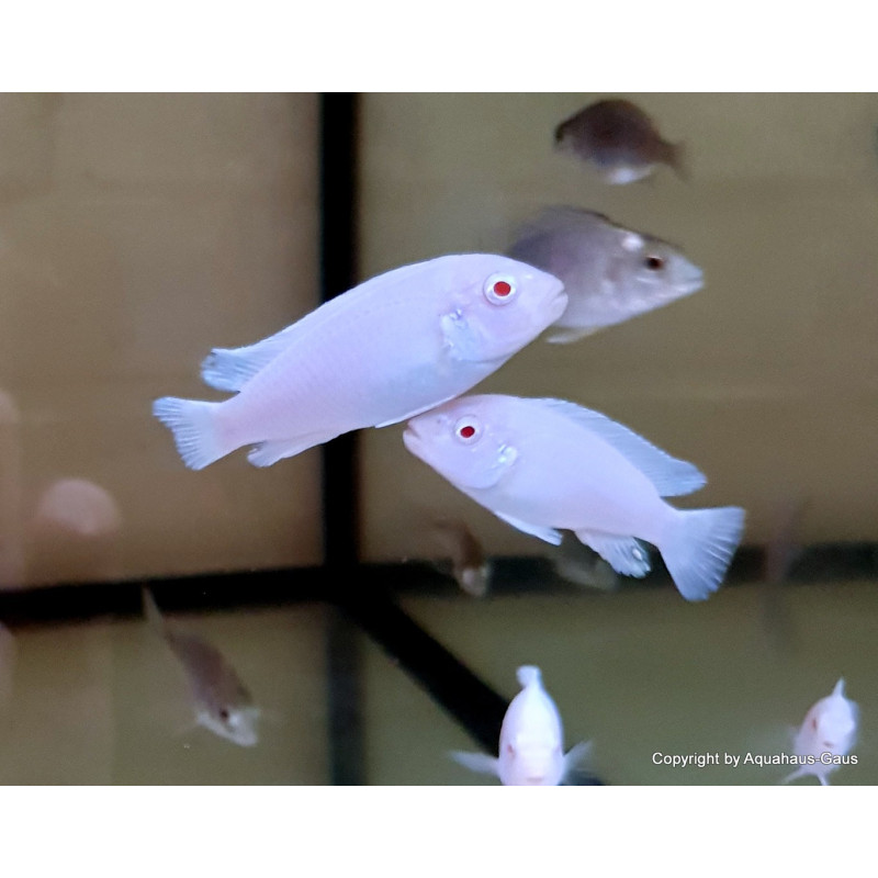 Pseudotropheus socolofi Snow White