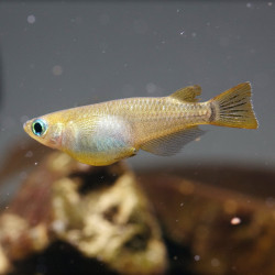 Oryzias latipes - Japanese Rice Fish Oryzias latipes - Japanese Rice Fish
