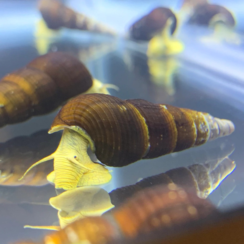 Tylomelania sp. Yellow Rabit Snail