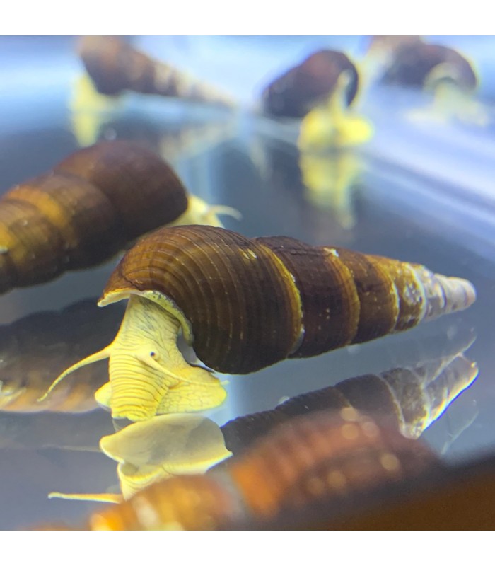 Tylomelania sp. Yellow Rabit Snail